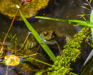 Frog relaxing in water