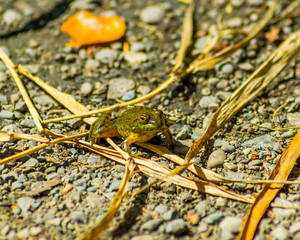 Frog on ground 