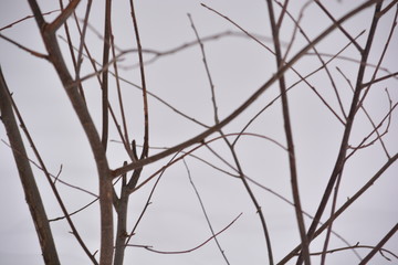 tree in winter