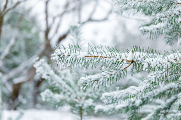 Tannebaum, mit Schnee bedeckt