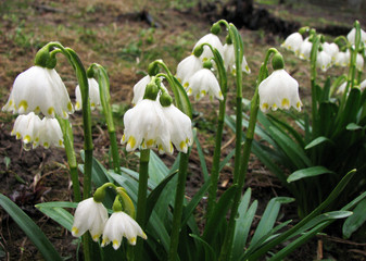 Spring flowering Leucojum vernum
