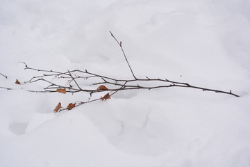 branch of tree in winter