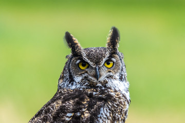 Great horned owl