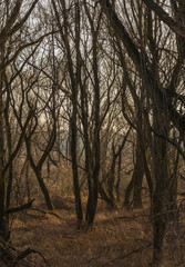 Fototapeta na wymiar Winter forest on the Vistula river in Krakow, Poland