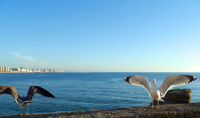 Fototapeta na wymiar Seagull in the bay of cádiz, andalusia. Spain. Europe
