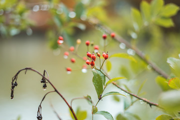 berries