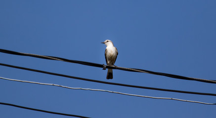 White bird on wire