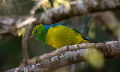 Colorful bird on a branch