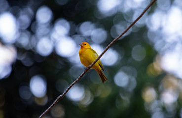 Canary