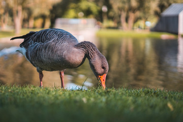 goose on grass