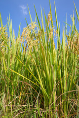 Longji Rice Terraces