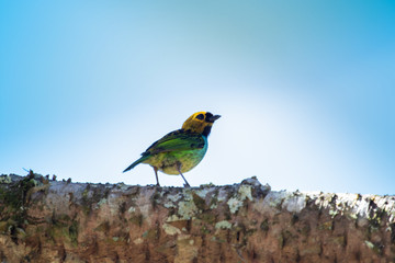 Beauty bird on a branch