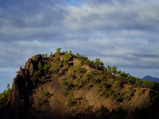 Rocky mountain with many  pine trees during the dawn, Pilancones, Gran Canaria