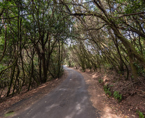 laurel trees in la gomera canarias