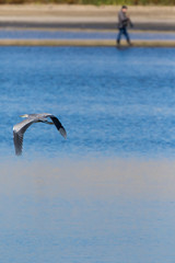 Grey Heron (Ardea cinerea).