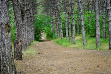 Obraz premium blurred image of a pine forest with a road in summer