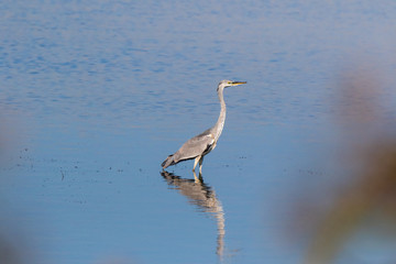 Grey Heron (Ardea cinerea).