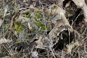 Tree stump old dead dry scary wood texture surface