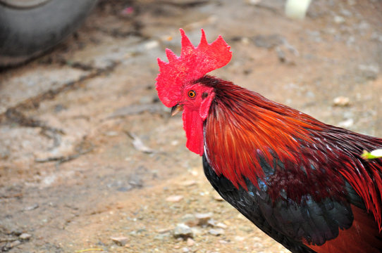 kai jaa chicken is the name of a beautiful Thai native chicken.