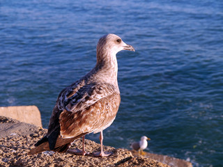 Seagull in the bay of cádiz, andalusia. Spain. Europe