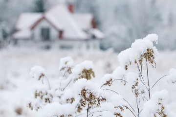 Meadow under the snow and family house in the background