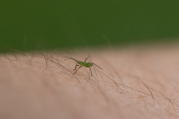 insect