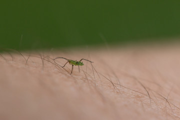 insect