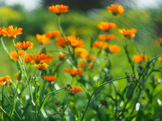 Calendula officinalis