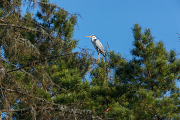 Grey Heron (Ardea cinerea).