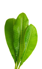 Fototapeta premium frangipani leaves isolated