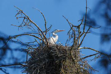 Grey Heron (Ardea cinerea).