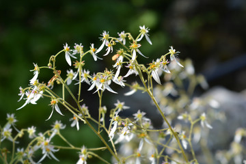 Creeping saxifrage
