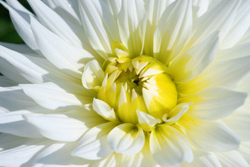 Dahlia flower