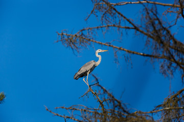 Grey Heron (Ardea cinerea).