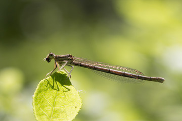 dragonfly