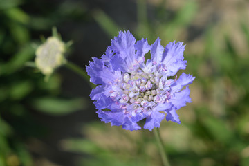 Caucasian pincushion flower