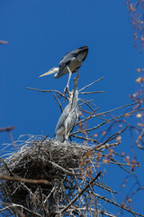 Grey Heron (Ardea cinerea).