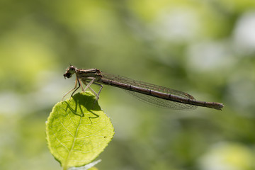 dragonfly