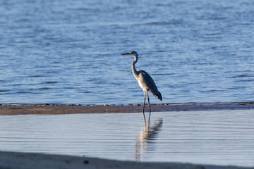 Grey Heron (Ardea cinerea).