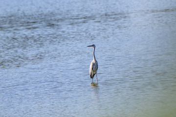 Grey Heron (Ardea cinerea).