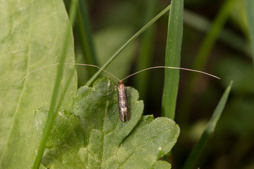 insect
