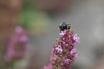 Wildbiene auf Thymianblüte