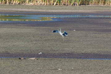 Grey Heron (Ardea cinerea).