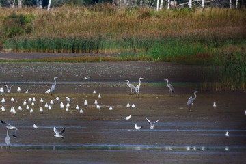 Grey Heron (Ardea cinerea).