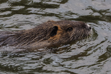 Nutria