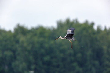 Grey Heron (Ardea cinerea).