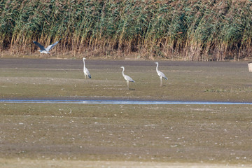 Obraz premium Grey Heron (Ardea cinerea).