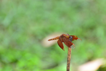 The dragonfly is in the limb