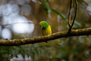 Bird on a branch