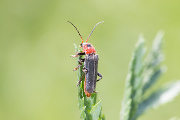 bug
